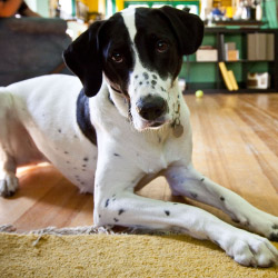 DogWatch of Greater San Antonio, San Antonio, Texas | Indoor Pet Boundaries Contact Us Image