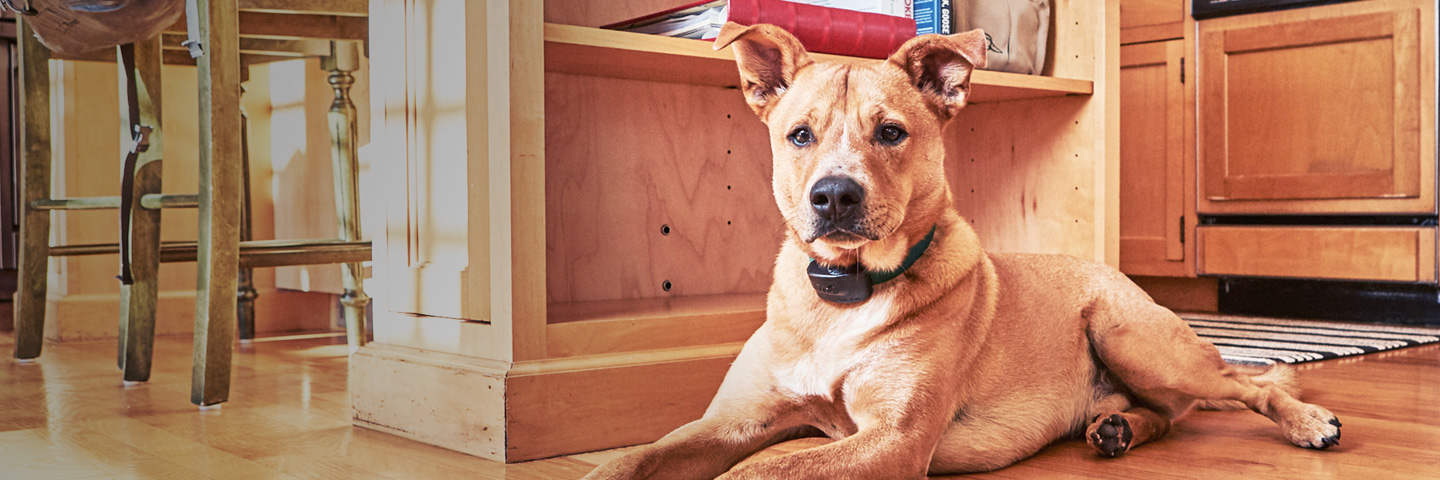 DogWatch of Greater San Antonio, San Antonio, Texas | Indoor Pet Fences Slider Image